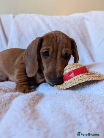 Miniature Dachshund dogs - Advert 1