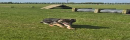 German Shepherd dogs for sale: Stunning Blue & Tan GSD female - Advert 12