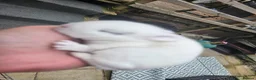 Mixed Breed rabbits for sale: 1 lop/dutch blue eyes 2 lop/lionhead - Advert 6