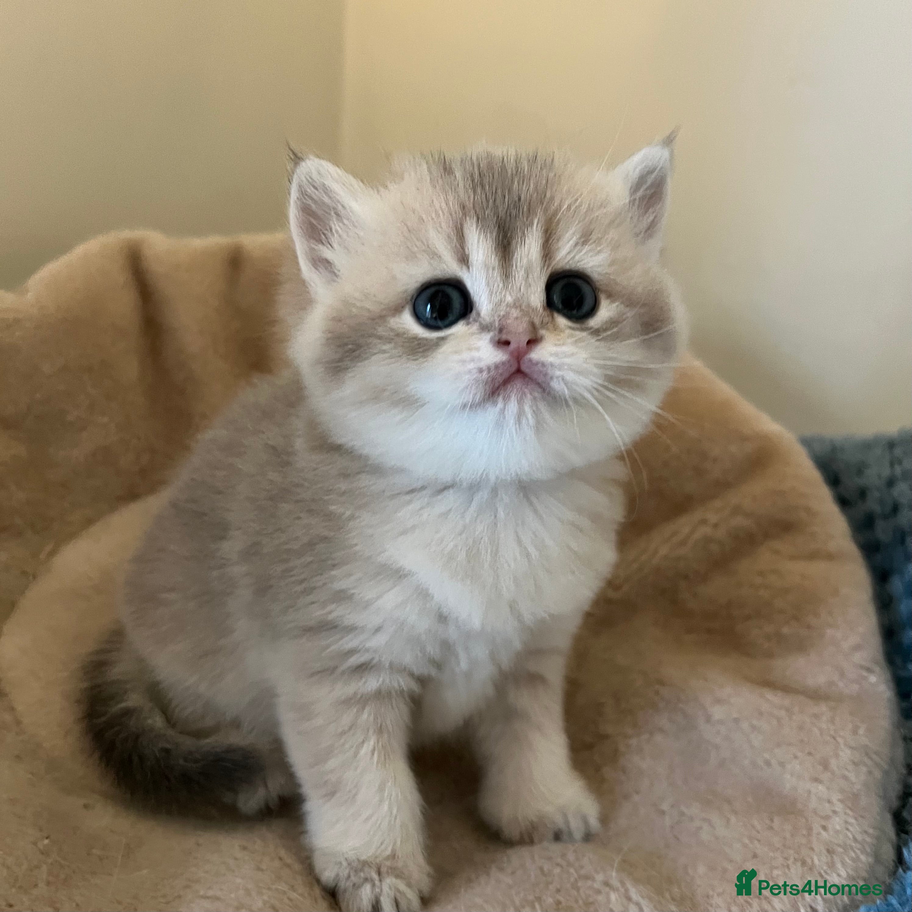 British Shorthair cats Gorgeous Golden British Longhair & Shorthair  - Advert 10