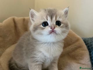 British Shorthair cats Gorgeous Golden British Longhair & Shorthair - Advert 7