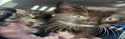 Mixed Breed cats for sale: Kittens - Advert 6