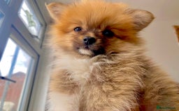 Pomeranian dogs for sale: Energetic Pome - Image 4