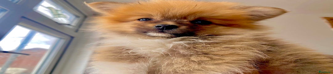 Pomeranian Puppy 1