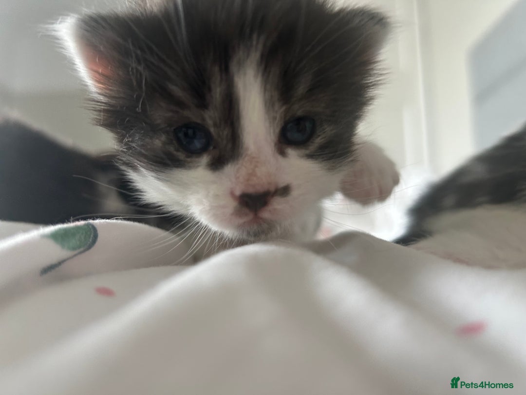 Mixed Breed cats for sale: 4 beautiful kittens  - Image 2