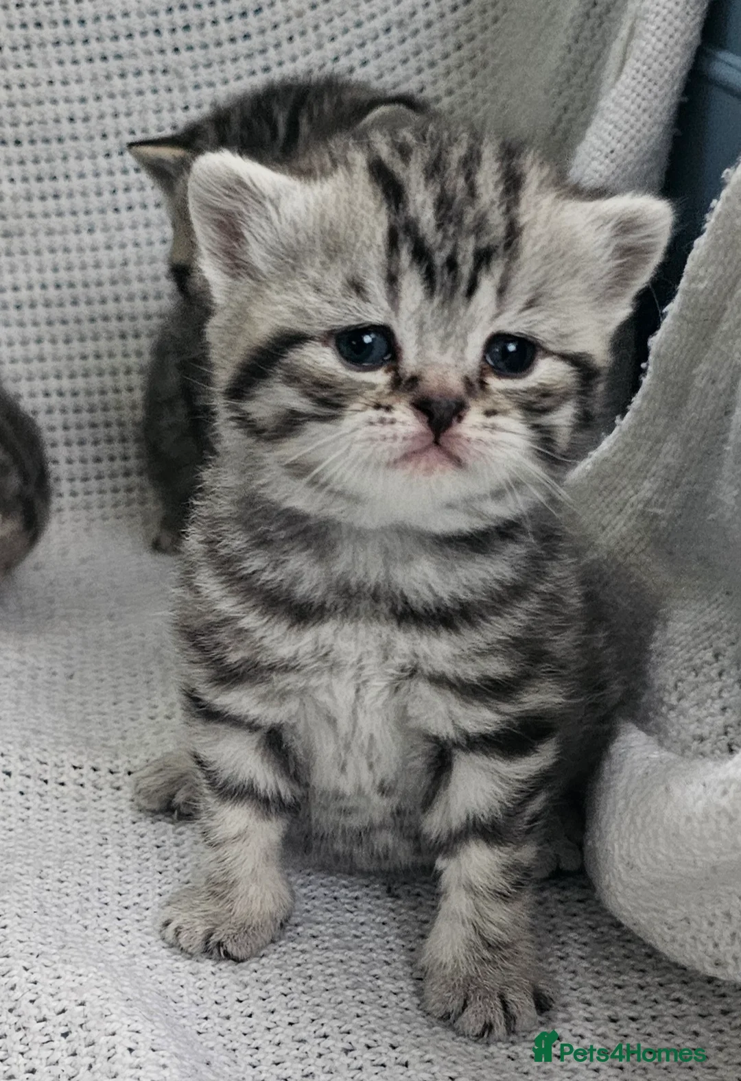 British Shorthair cats for sale: Beautiful Silver british shorthair kittens  - Advert 2