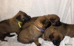 Belgian Shepherd Dog dogs for sale: Belgian malinois puppies  - Image 7