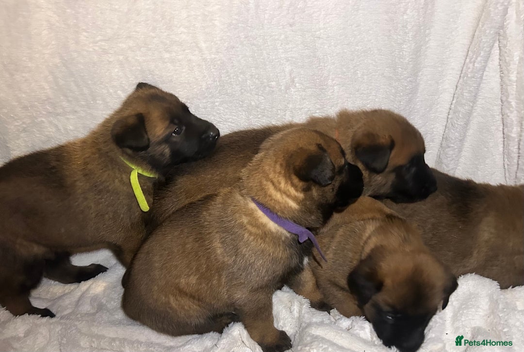 Belgian Shepherd Dog dogs for sale: Belgian malinois puppies  - Image 7
