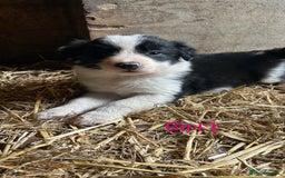 Border Collie dogs for sale: Beautiful border collie puppies for sale  - Image 10