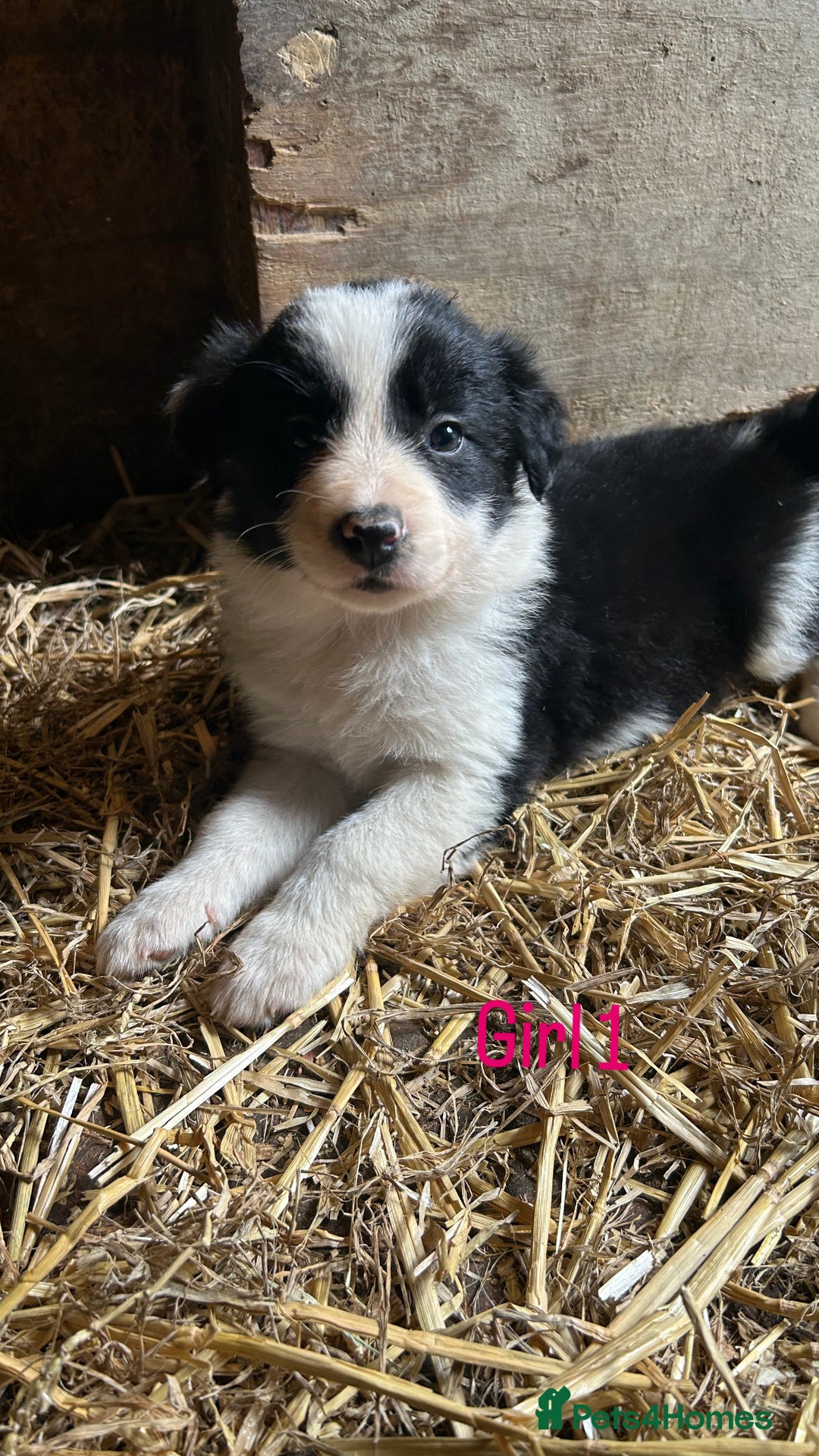 Border Collie dogs for sale: Beautiful border collie puppies for sale  - Image 10