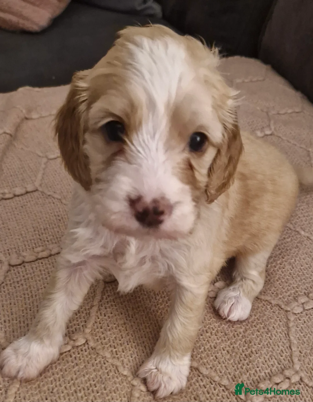 Mixed Breed dogs for sale: Stunning cavapoo x cockapoo litter just born! - Advert 15