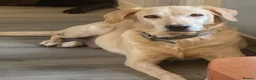 Labrador Retriever dogs for sale: Black Labrador puppies for sale in Fraserburgh - Advert 1