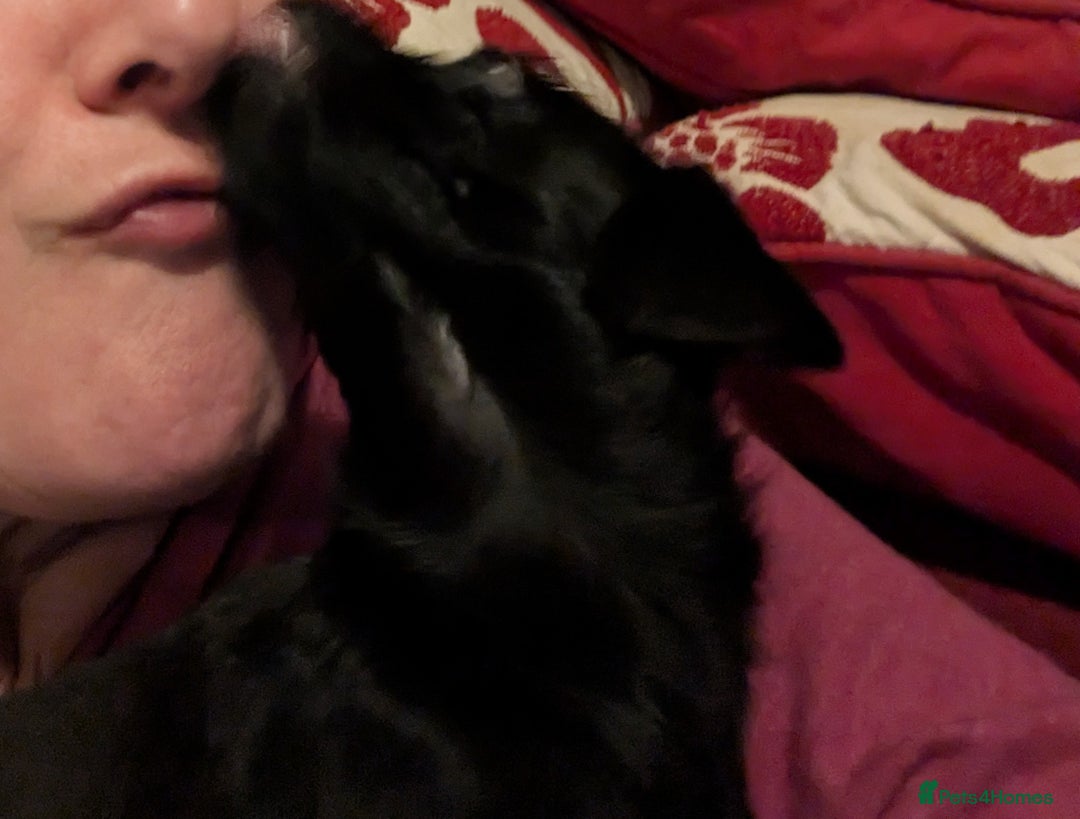 Chipoo dogs for sale: Non shed, health tested  chipoo girl - Advert 21