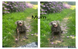 Labrador Retriever dogs for sale: Extensively health tested silver Labrador female - Advert 1