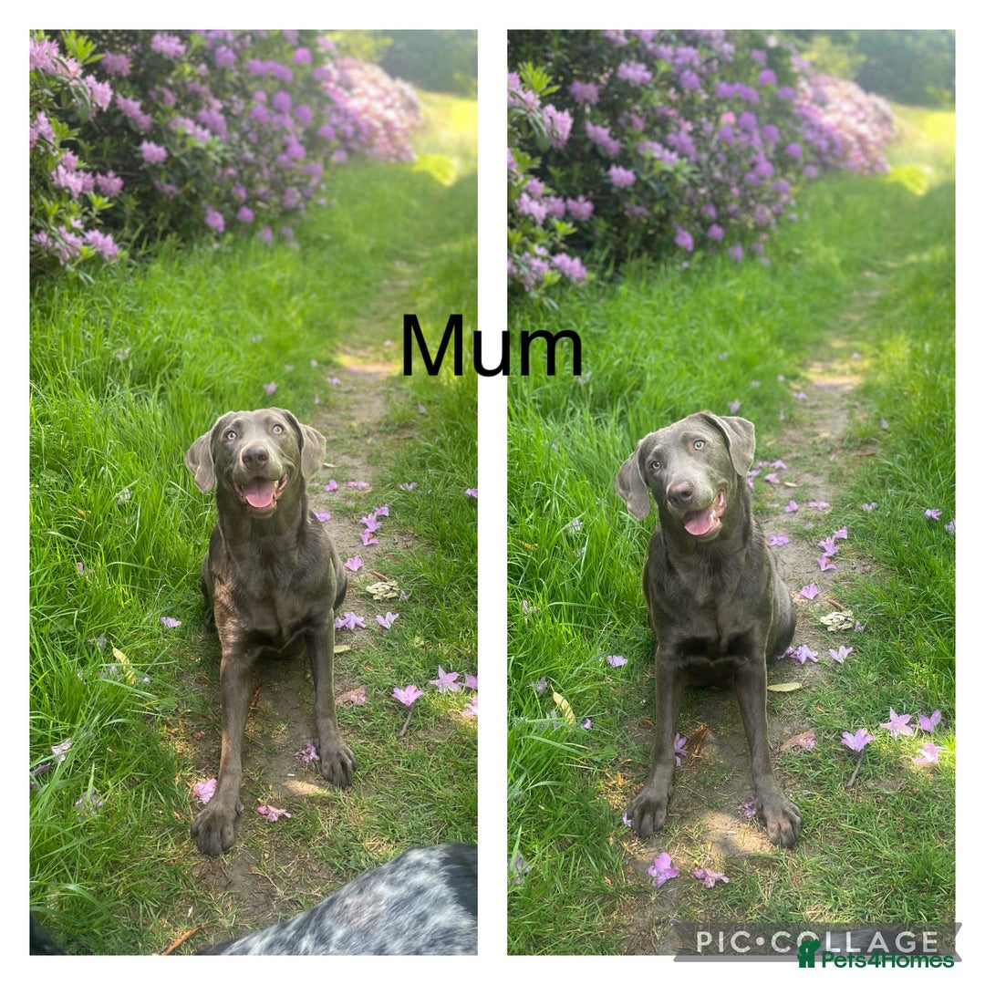 Labrador Retriever dogs for sale: Extensively health tested silver Labrador female - Advert 1