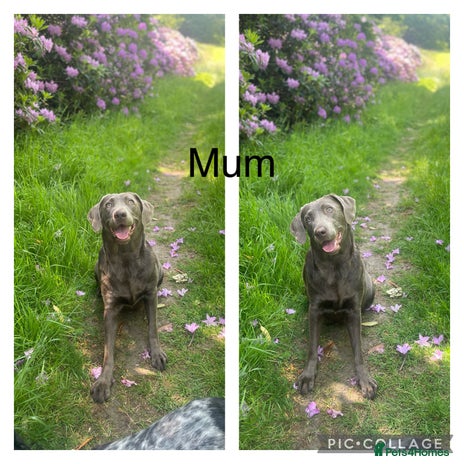 Labrador Retriever dogs Extensively health tested silver Labrador female - Advert 1