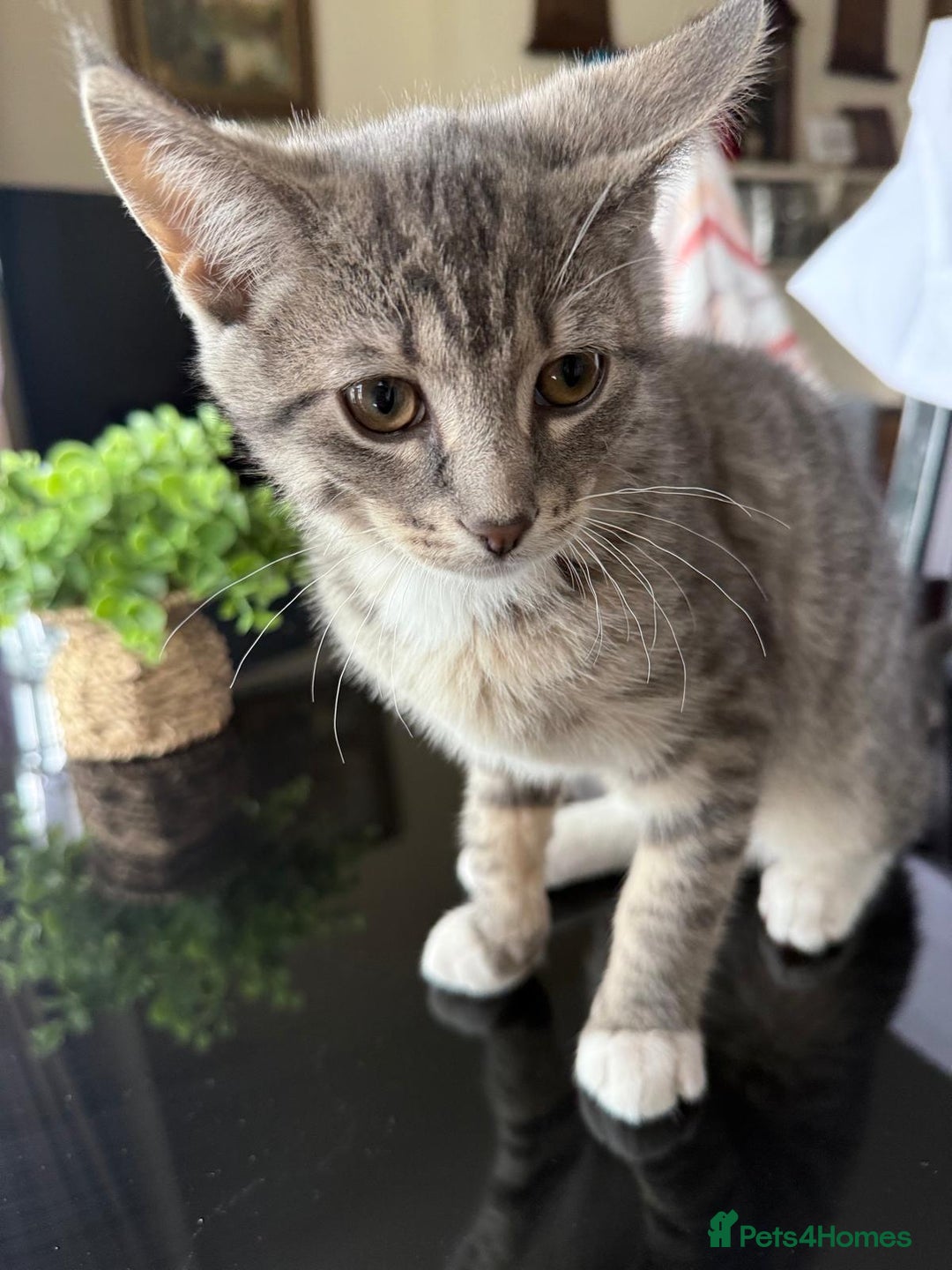 Domestic Shorthair cats for sale: brother and sister  - Image 4