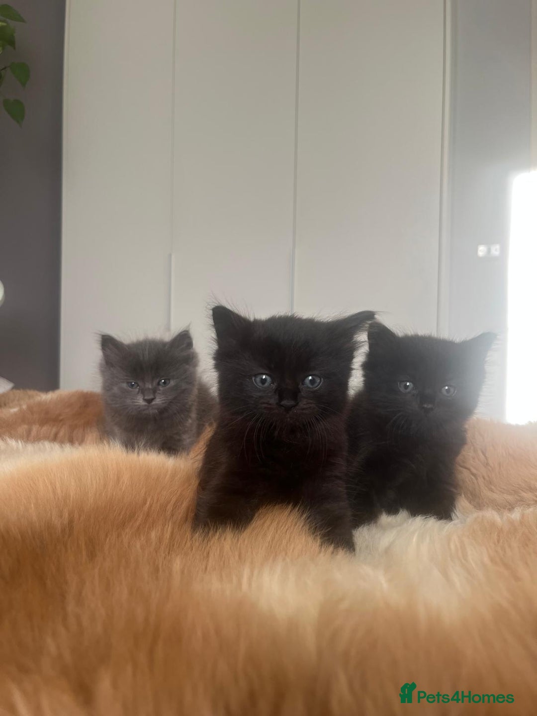 Mixed Breed cats for sale: Adorable mixed x russian blue x ragdoll - Advert 12