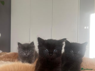 Mixed Breed cats Adorable mixed x russian blue x ragdoll - Advert 7