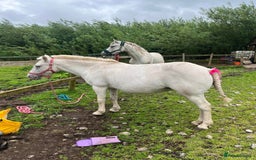 Riding pony horses for sale: For Sale Kids Lead Rein Pony! Safe and Bombproof - Advert 13