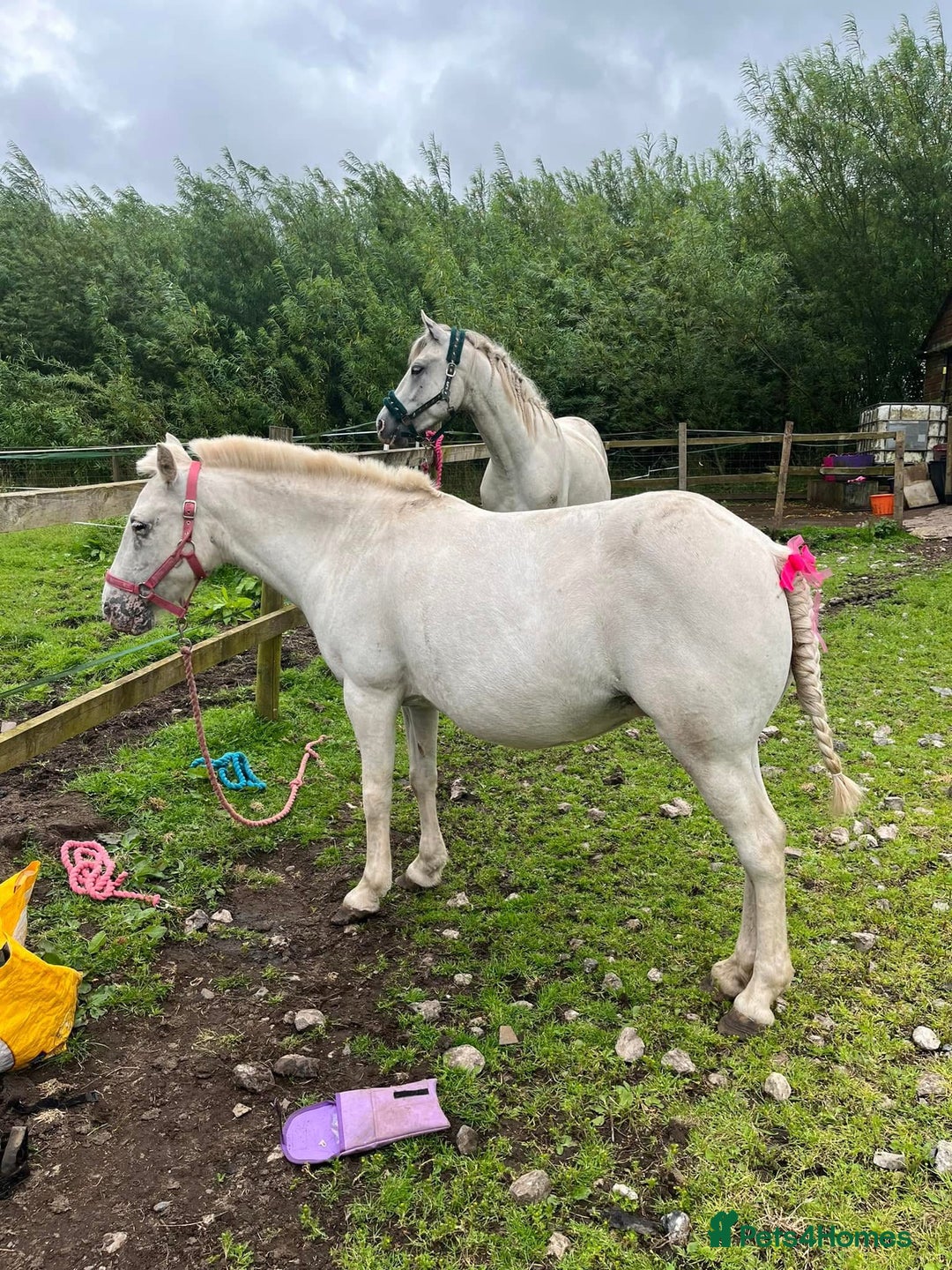 Riding pony horses for sale: For Sale Kids Lead Rein Pony! Safe and Bombproof - Advert 13