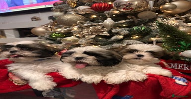 Shih Tzu dogs - Advert 6