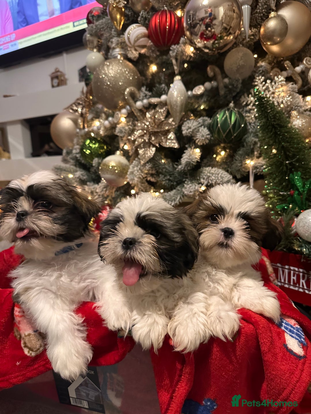 Shih Tzu dogs for sale: 2 Shih Tzu puppies ready for their forever home - Advert 7