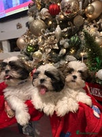 Shih Tzu dogs - Advert 12