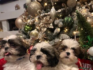 Shih Tzu dogs - Advert 7