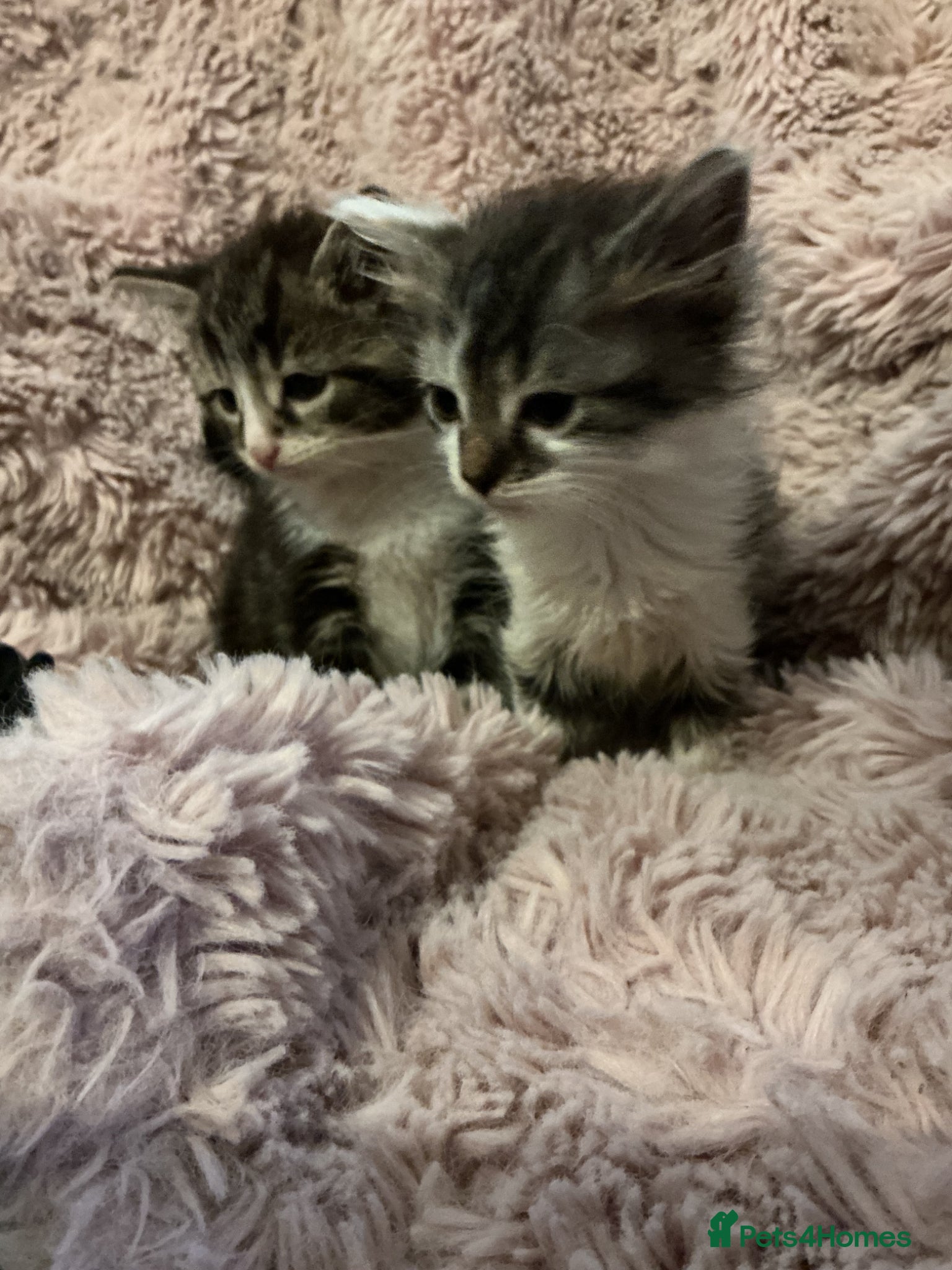 Bengal cats for sale: Beautiful kittens ready for 5* homes - Advert 11