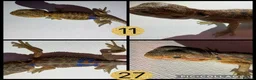 Bearded Dragon reptiles for sale: 10 Beautiful baby bearded dragons  - Advert 3