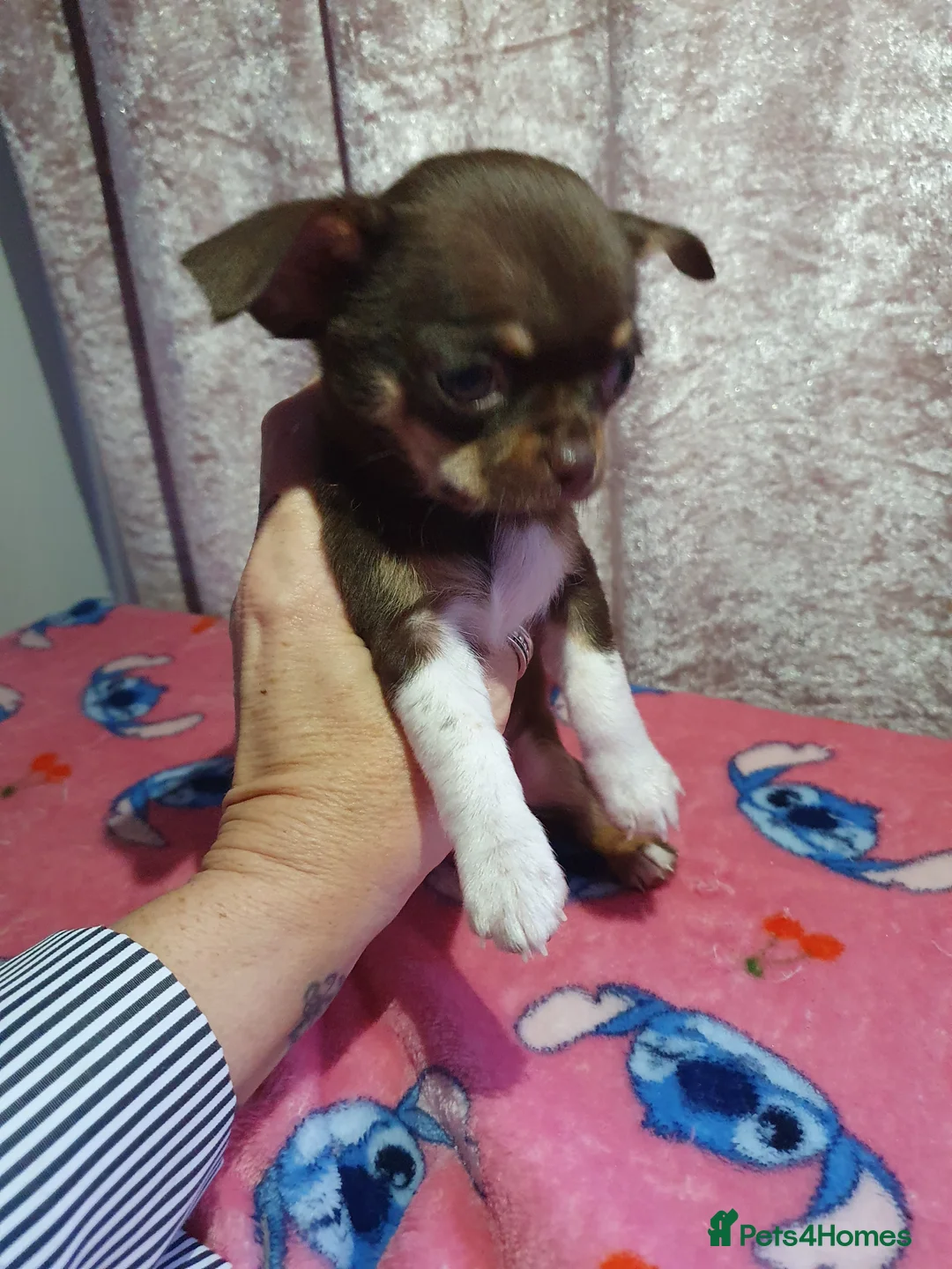 Chihuahua dogs for sale: Xx **  chihuahuas READY NOW.. - Advert 11