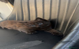 Mixed Breed cats for sale: Very Gorgeous Longhair  male kitten for sale  - Image 4