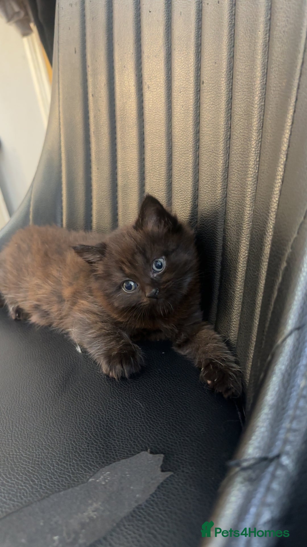 Mixed Breed cats for sale: Very Gorgeous Longhair  male kitten for sale  - Image 4