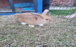 Mixed Breed rabbits for sale: Mini lop cross babies  - Image 1