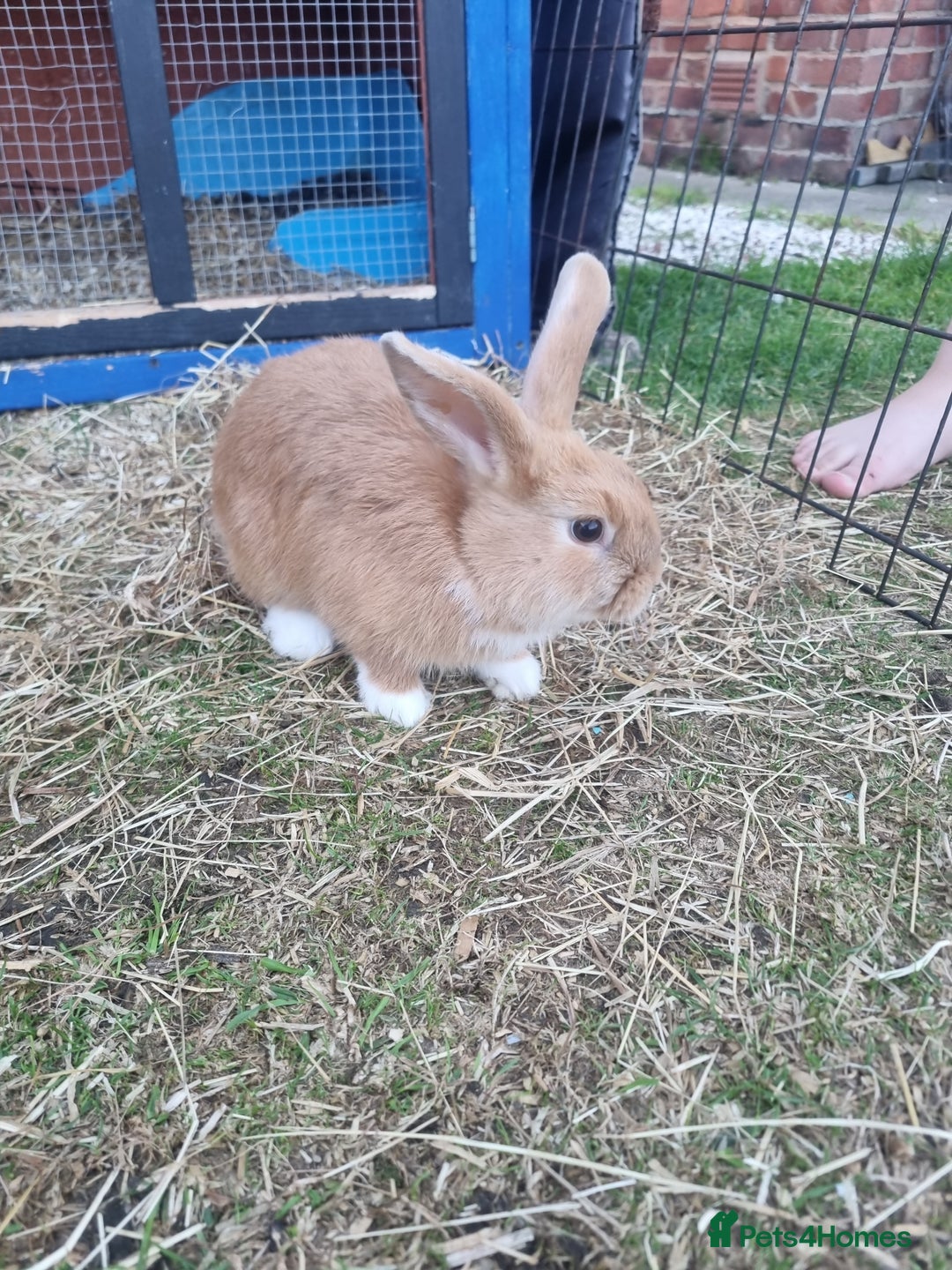 Mixed Breed rabbits for sale: Mini lop cross babies  - Image 1