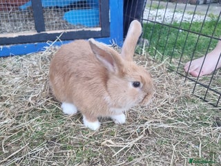 Mixed Breed rabbits - Advert 30