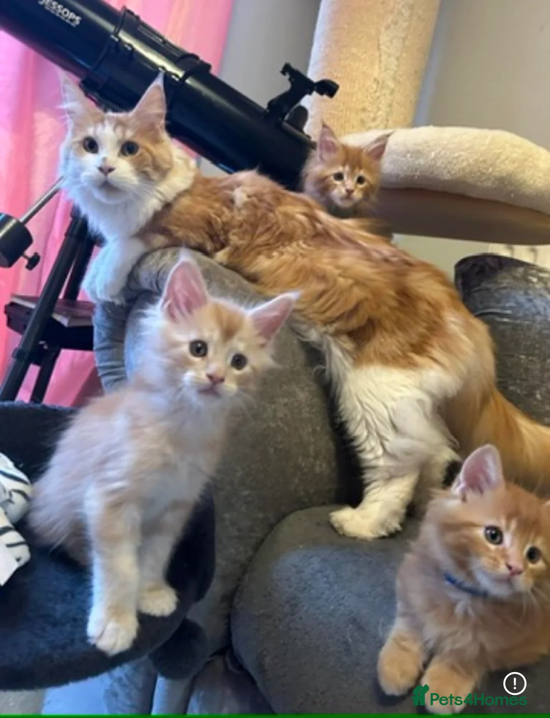 Maine Coon cats for sale: Maine coon kittens reds stunning pedigree’s  - Advert 25