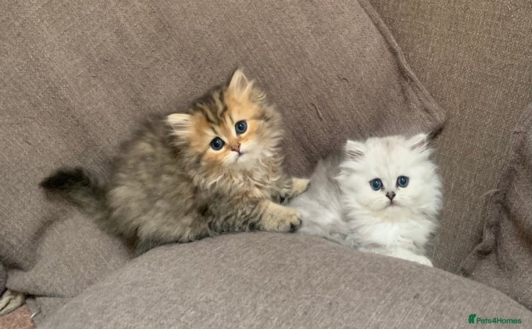 Persian cats - Advert 1