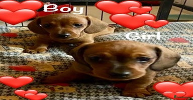 Miniature Dachshund dogs - Advert 9