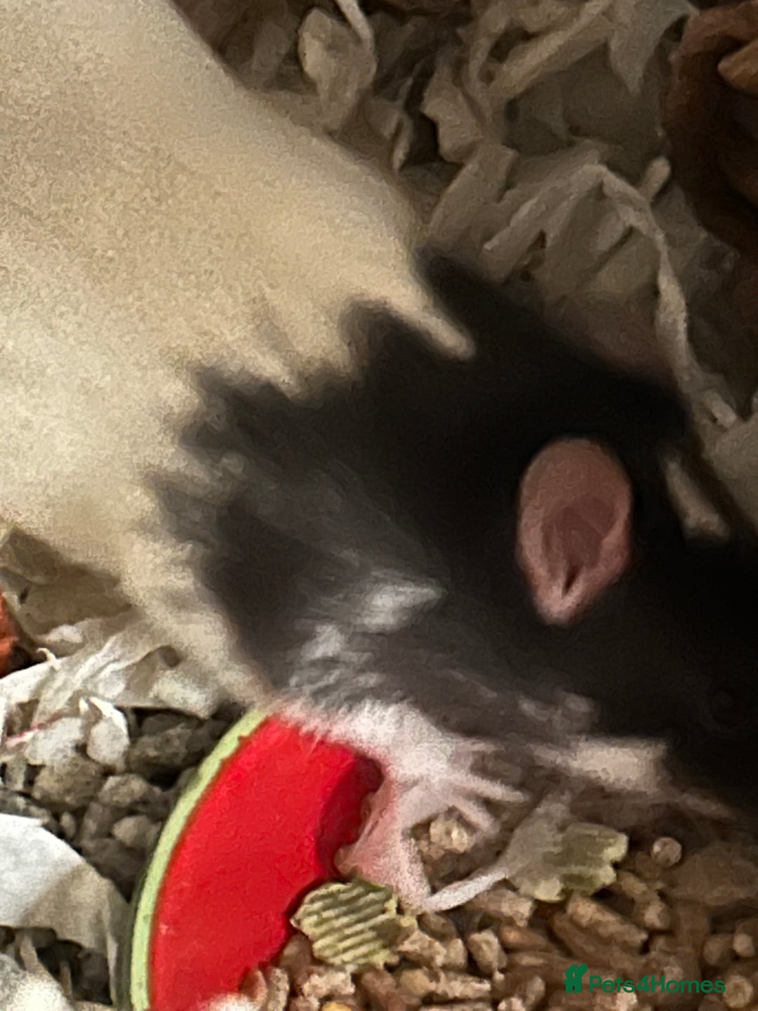 Rat rodents for sale: 3 males rats and cage  - Image 2