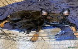 Rottweiler dogs for sale: Lewis Ballington - Image 8