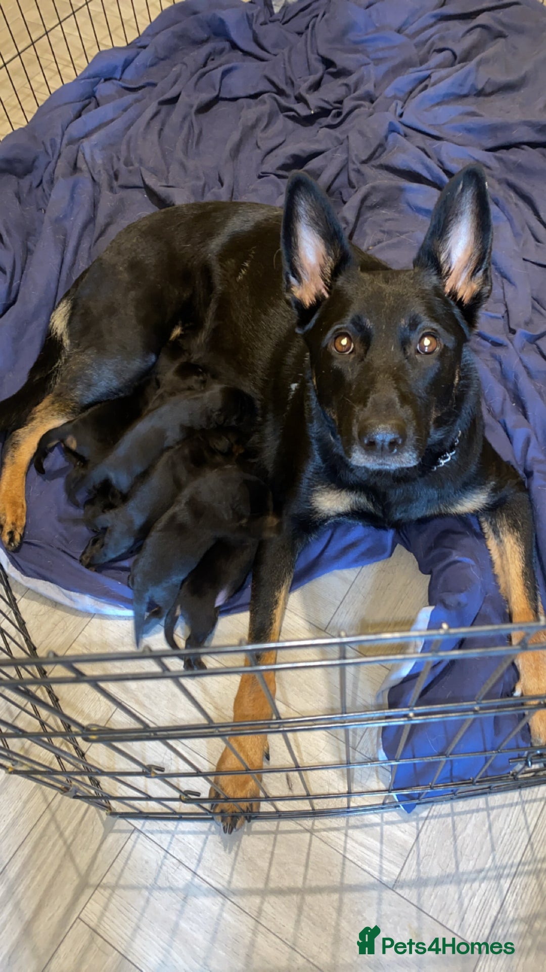 Rottweiler dogs for sale: Lewis Ballington - Image 8