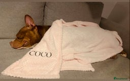Mixed Breed dogs for sale: Stunning female pocket bully age 3 - Image 20