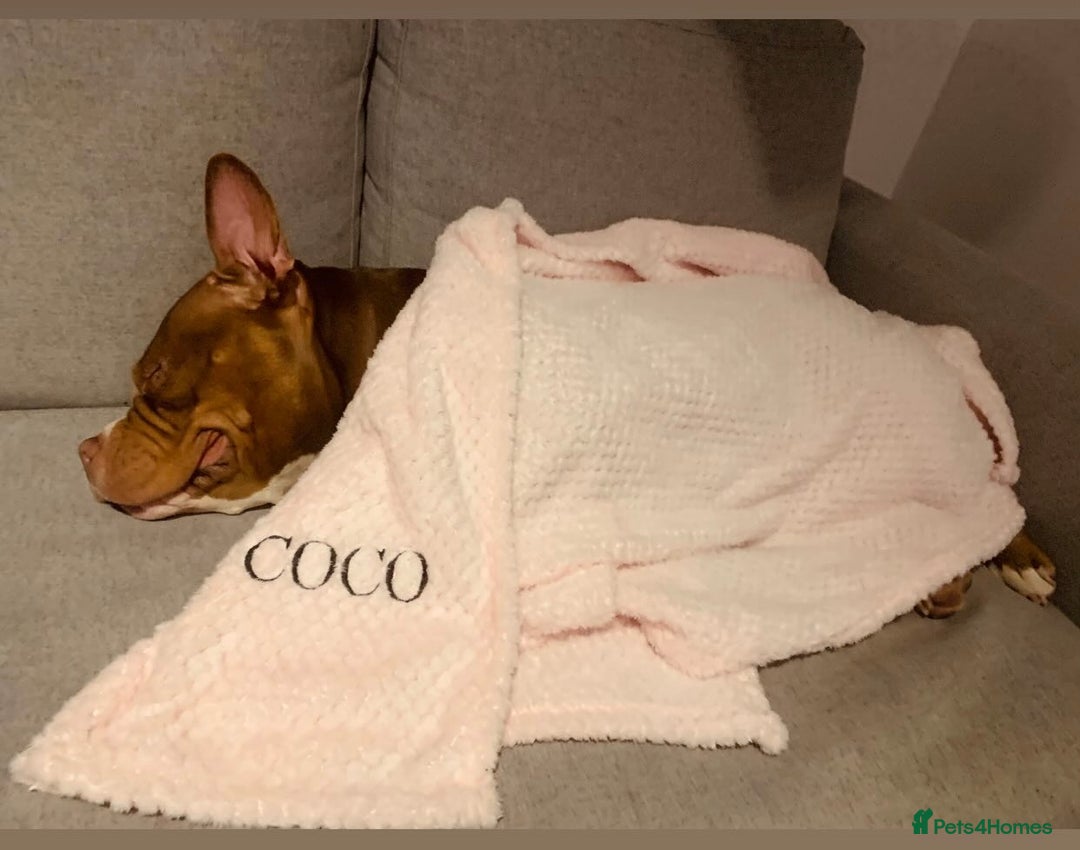 Mixed Breed dogs for sale: Stunning female pocket bully age 3 - Image 20
