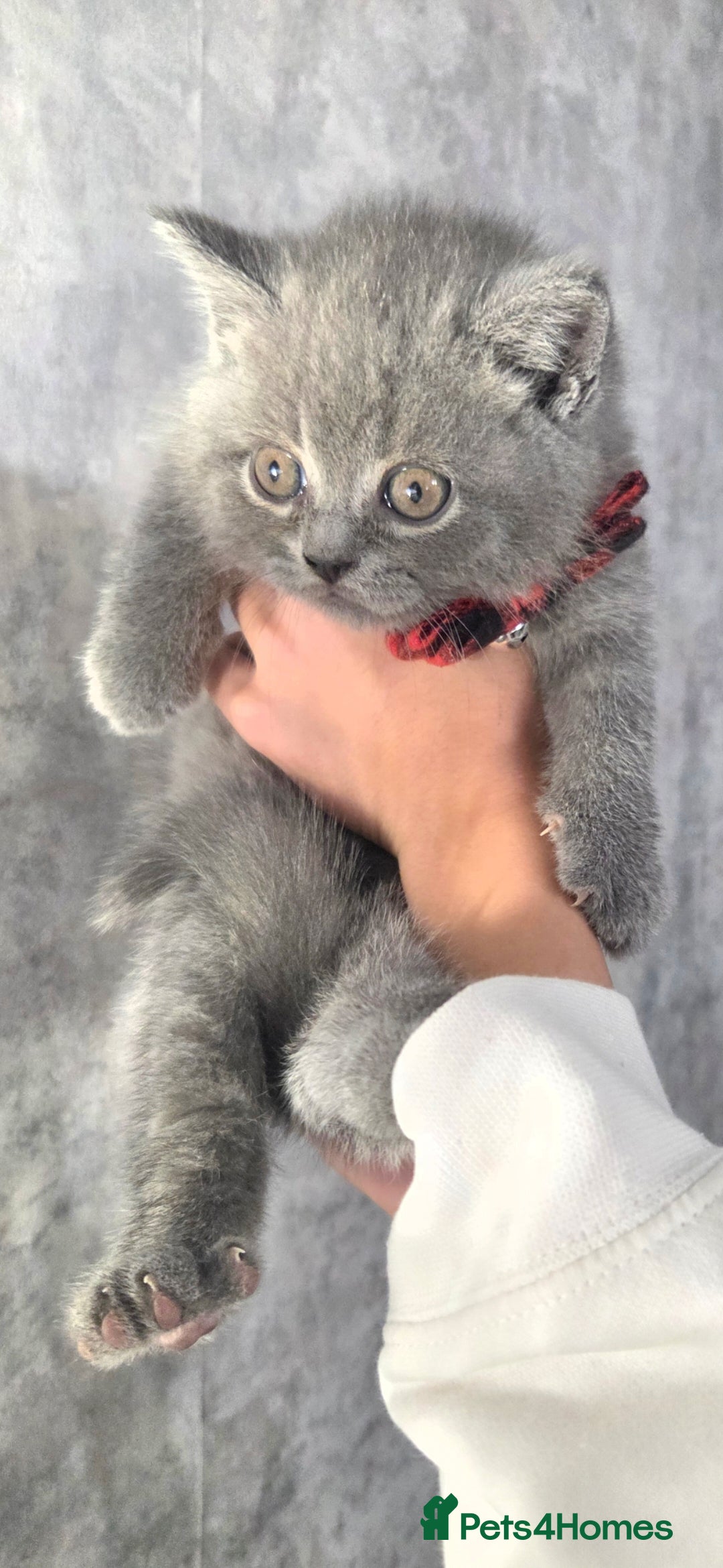 British Shorthair cats for sale:  Pedigree Blue british shorthair kittens - Advert 6