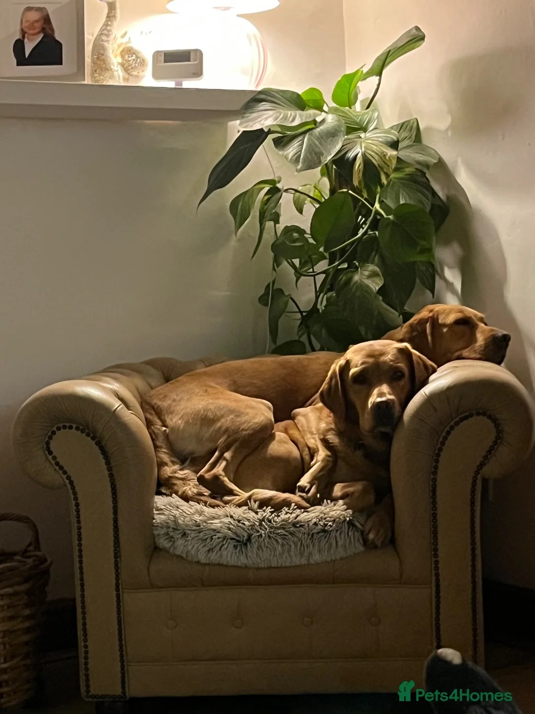 Labrador Retriever dogs for sale: Chunky Labrador puppies - Advert 8