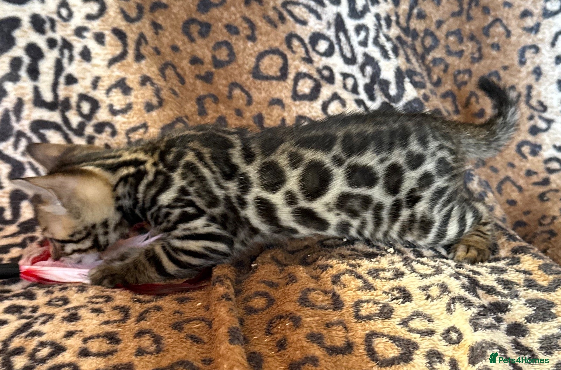 Bengal cats Outstanding Bengal kittens , European champion dad - Advert 2