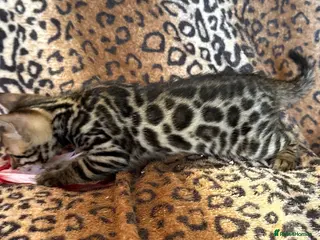 Bengal cats Outstanding Bengal kittens , European champion dad - Advert 1