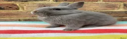 Netherland Dwarf rabbits for sale: Blue Male Netherland Dwarf bunny, ready to leave - Advert 3